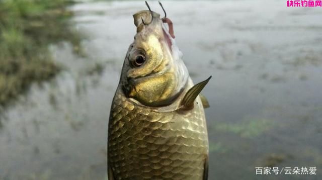 夏季野钓鲫鱼，常用这4种饵料，野生鲫鱼连竿上！(图1)