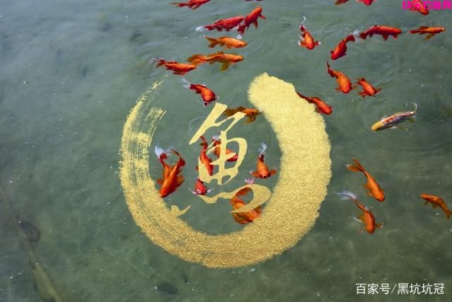 什么饵料钓鲤鱼效果好？黑坑和野外钓鲤鱼有效好用的饵料配方(图1)