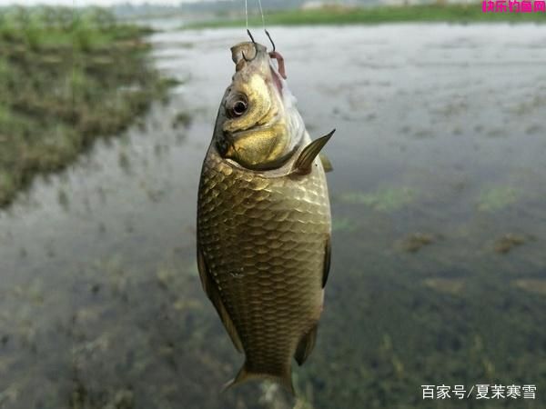 钓鱼用什么饵料好？这3组野钓配方，个个都是经典，鲫鲤鱼的都有(图2)