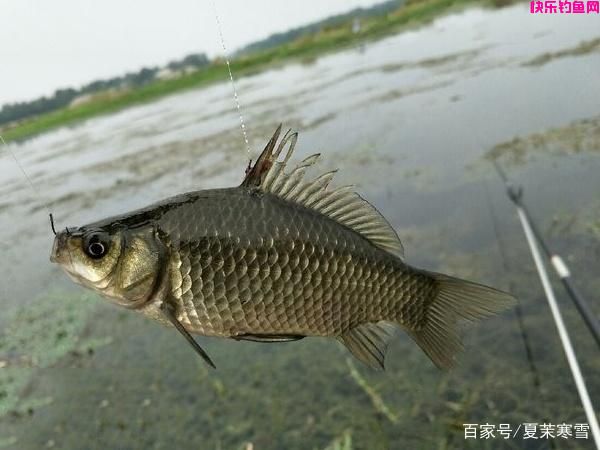 钓鱼用什么饵料好？这3组野钓配方，个个都是经典，鲫鲤鱼的都有(图4)