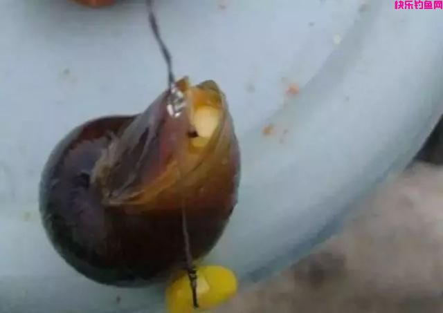 老钓友不愿透漏的3款天然饵料配方，5分钟看完，钓鱼经常爆护！(图5)