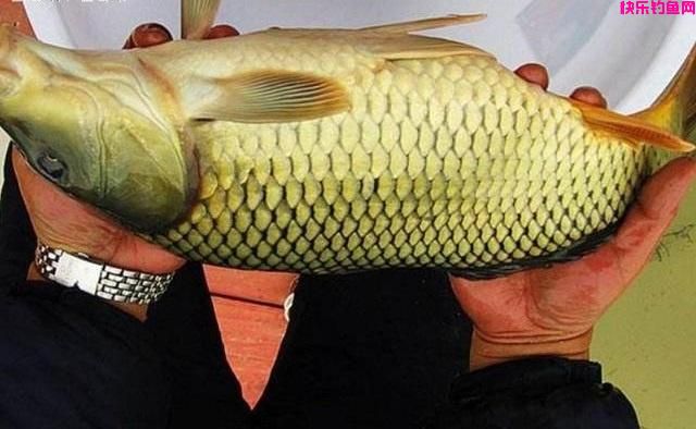 钓鱼选饵并不难，带上这几种饵料，去哪儿钓鱼都有效！(图5)