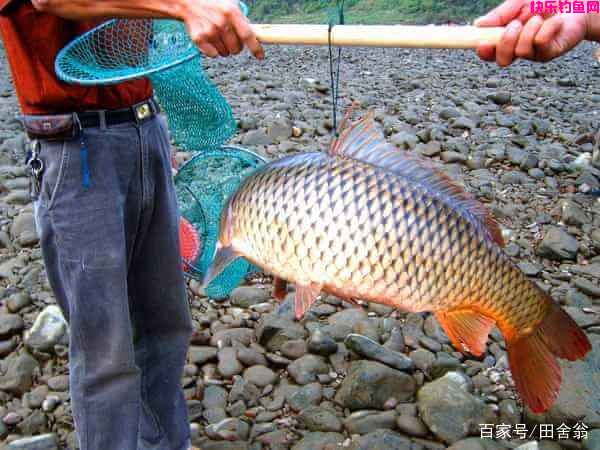 什么是最好的鱼饵？3小时钓88斤的钓鲤鱼饵料秘方被曝光(图2)
