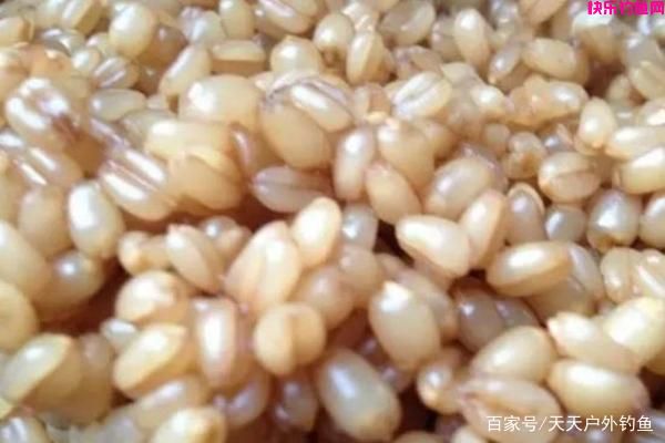 仲秋钓鱼必杀饵料配方，爽钓国庆长假(图2)