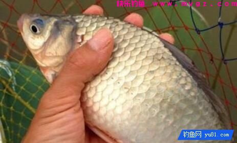 天一冷,常给鲫鱼做这诱饵,一钓还不想收竿(图1) 天一冷,常给鲫鱼做这诱饵,一钓还不想收竿(图1)