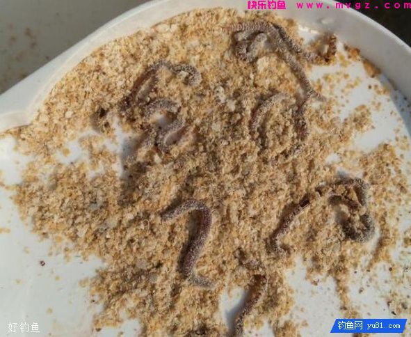 商品饵加蚯蚓，钓鲫鱼秘籍(图2)
