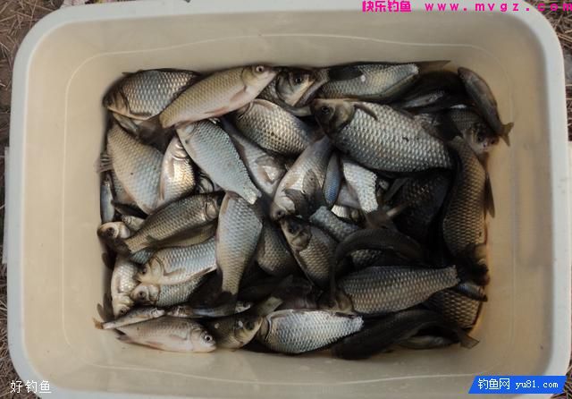 野钓鲫鱼难上钩？教你一个简单小窍门(图1)