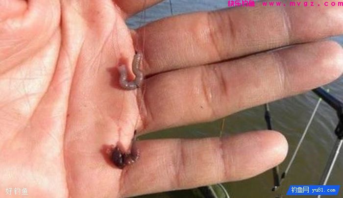 冬季节钓鲫鱼大招，蚯蚓做窝子和蚯蚓上钩技巧(图2)