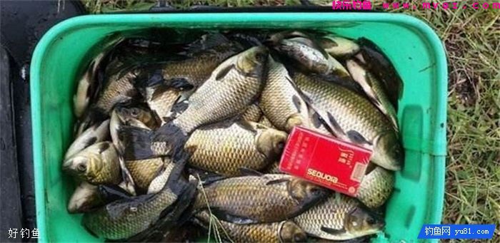 秋季钓上野生大鲫鱼，不妨试试这种简单的鲫鱼饵料(图2)