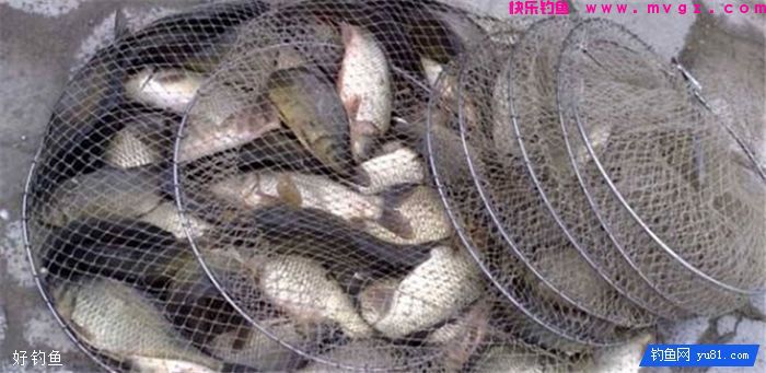 秋季钓鲫鱼的自制酒米诱饵，实用(图3)