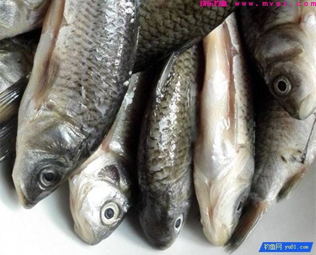 钓鲫鱼的麦粒制饵配方，步骤详解(图2)