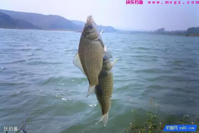 江河、湖库钓鲫鱼的2款饵料配方(图1)