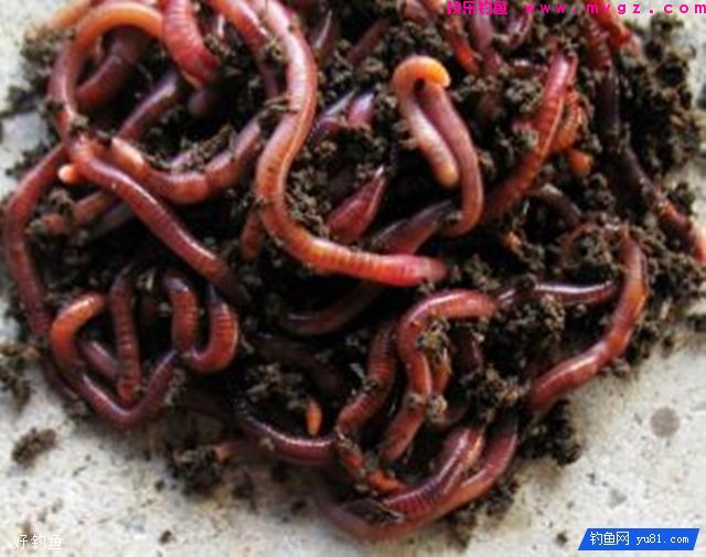 钓鲫鱼鲤鱼草鱼的大水面通杀饵配方(图2)