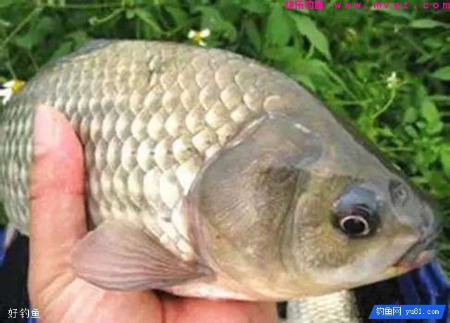 专钓野生鲫鱼的两个实用配方(图1) 专钓野生鲫鱼的两个实用配方(图1)