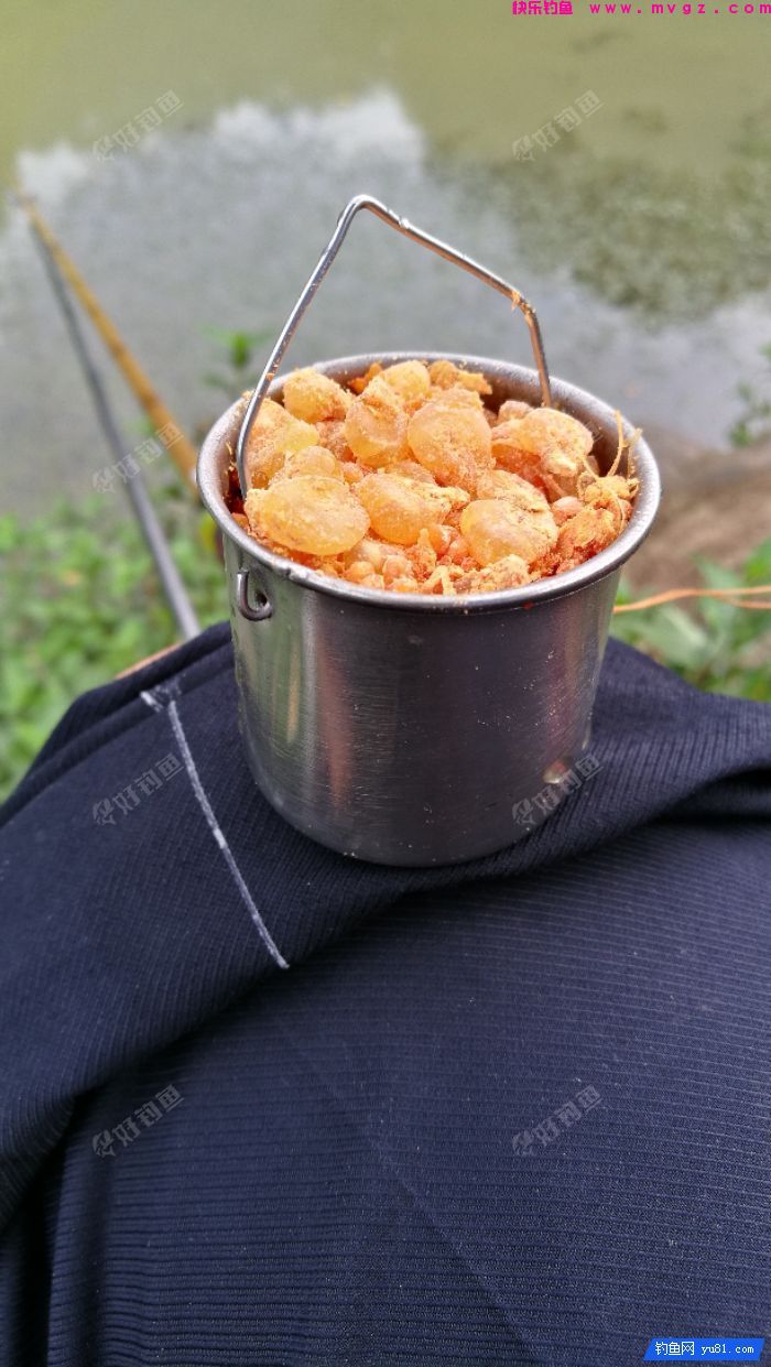 [佳饵征帖] 特效野钓鲫鲤窝料的制作详解(图17)