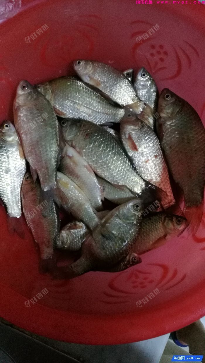 [佳饵征帖] 特效野钓鲫鲤窝料的制作详解(图19)