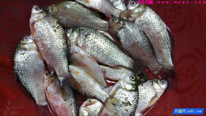 [佳饵征帖] 特效野钓鲫鲤窝料的制作详解(图21)