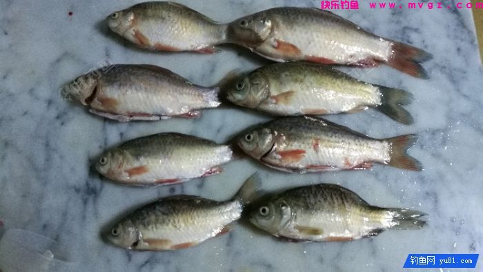 [佳饵征帖] 特效野钓鲫鲤窝料的制作详解(图22)