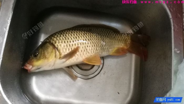 [佳饵征帖] 特效野钓鲫鲤窝料的制作详解(图24)