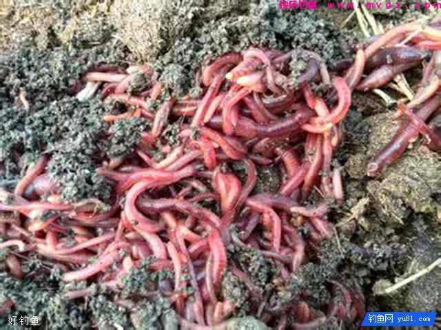 钓鲫鱼的商品饵配置，提升上鱼率(图2)