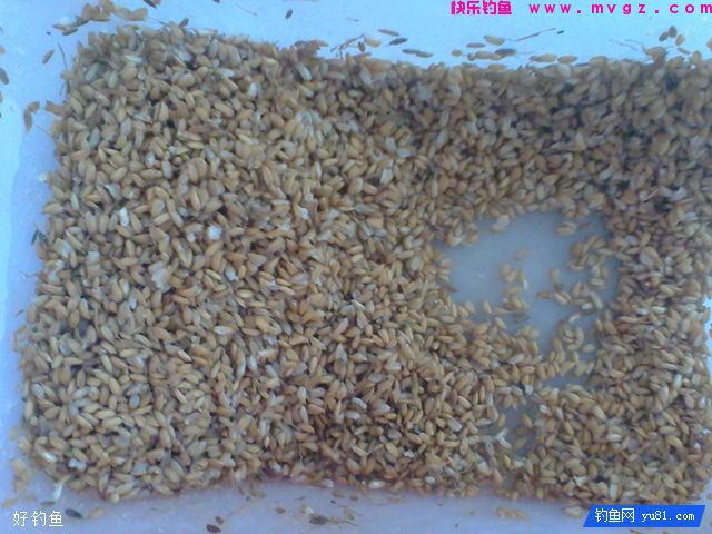 专钓野生鲤鱼鲫鱼的红薯混合饵料(图2)
