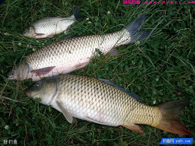 以鲫鱼饵为例教你如何选择饵料(图1)