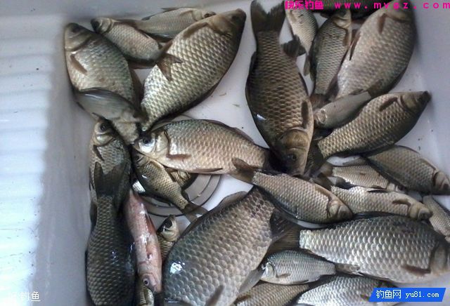 以鲫鱼饵为例教你如何选择饵料(图2)