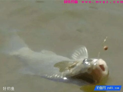 3种麦粒钓鲫鱼的饵料配方(图3)