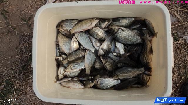 自制速效鲫鱼窝料，一年四季都适用(图6)