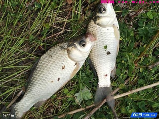 冬季钓鲫鱼这样打窝效果很给力(图1)