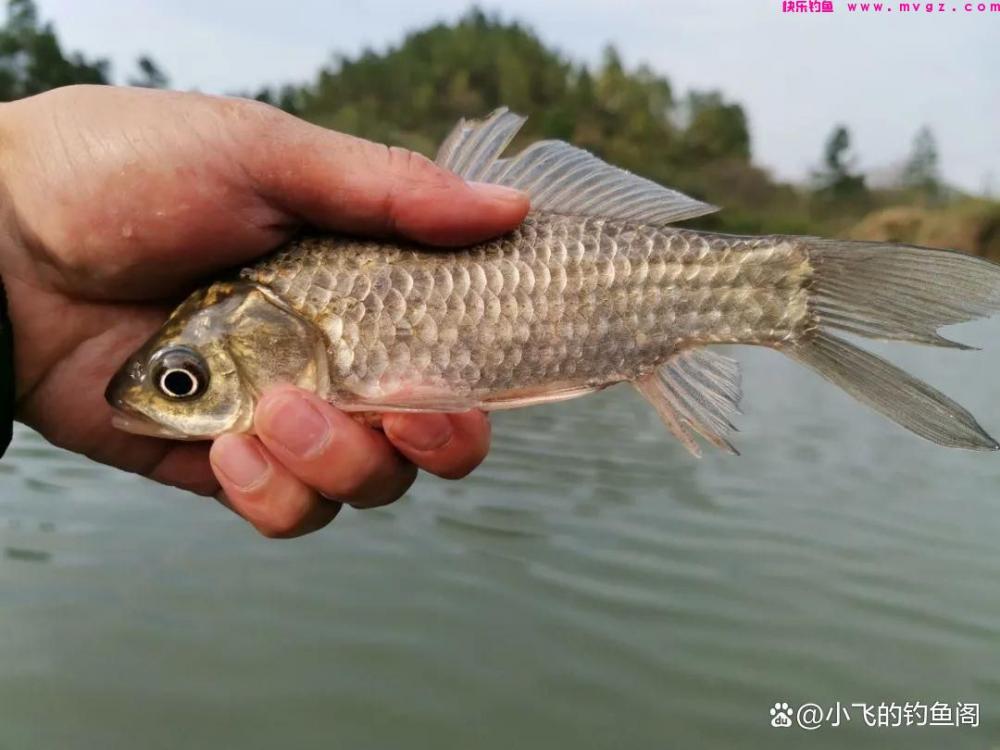 钓鲫鱼之“竿线漂钩饵”的选择，看似简单，其实非常影响鱼获(图1)