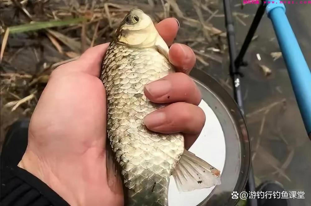 为何野外鲫鱼钓不好？今天全套攻略送给你(图2)