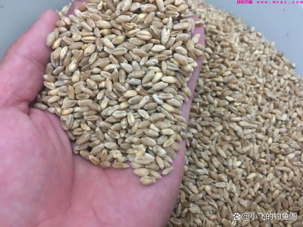 一把干麦子下水，鲫鲤全来报道！小鱼啃不动，打隔夜窝首选(图1)