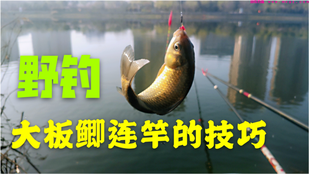 四月下旬钓鲫鱼，想要大板鲫连竿上，只需记住这7个技巧就行！(图1)