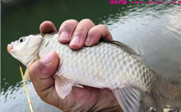 钓鲫鱼时使用“截杀”钓法，其乐无穷，同时是增加渔获的利器(图1)