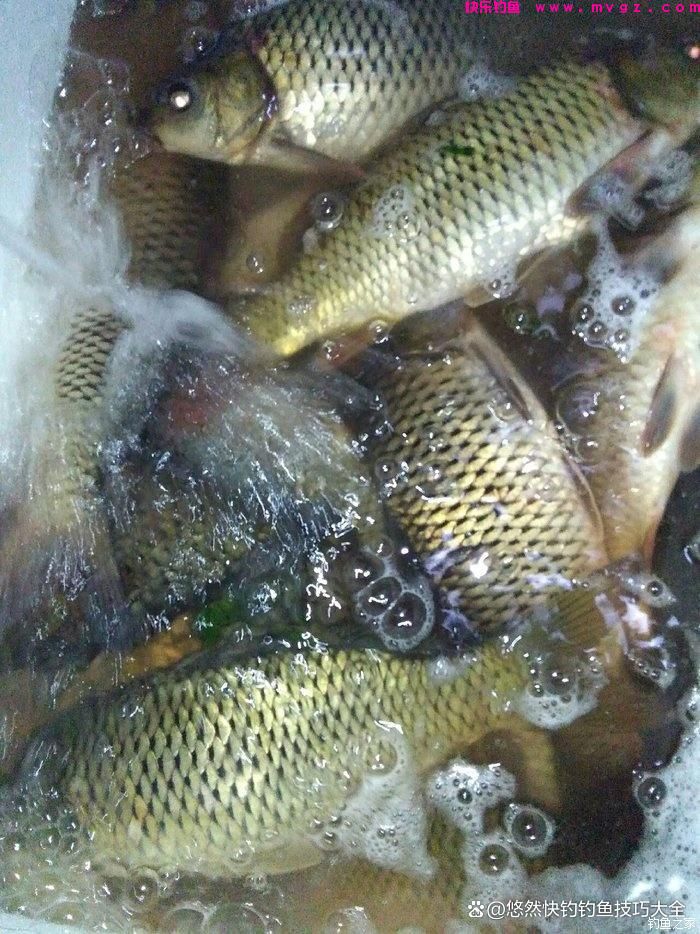 野外钓鲫鱼最好用的饵料(图4)