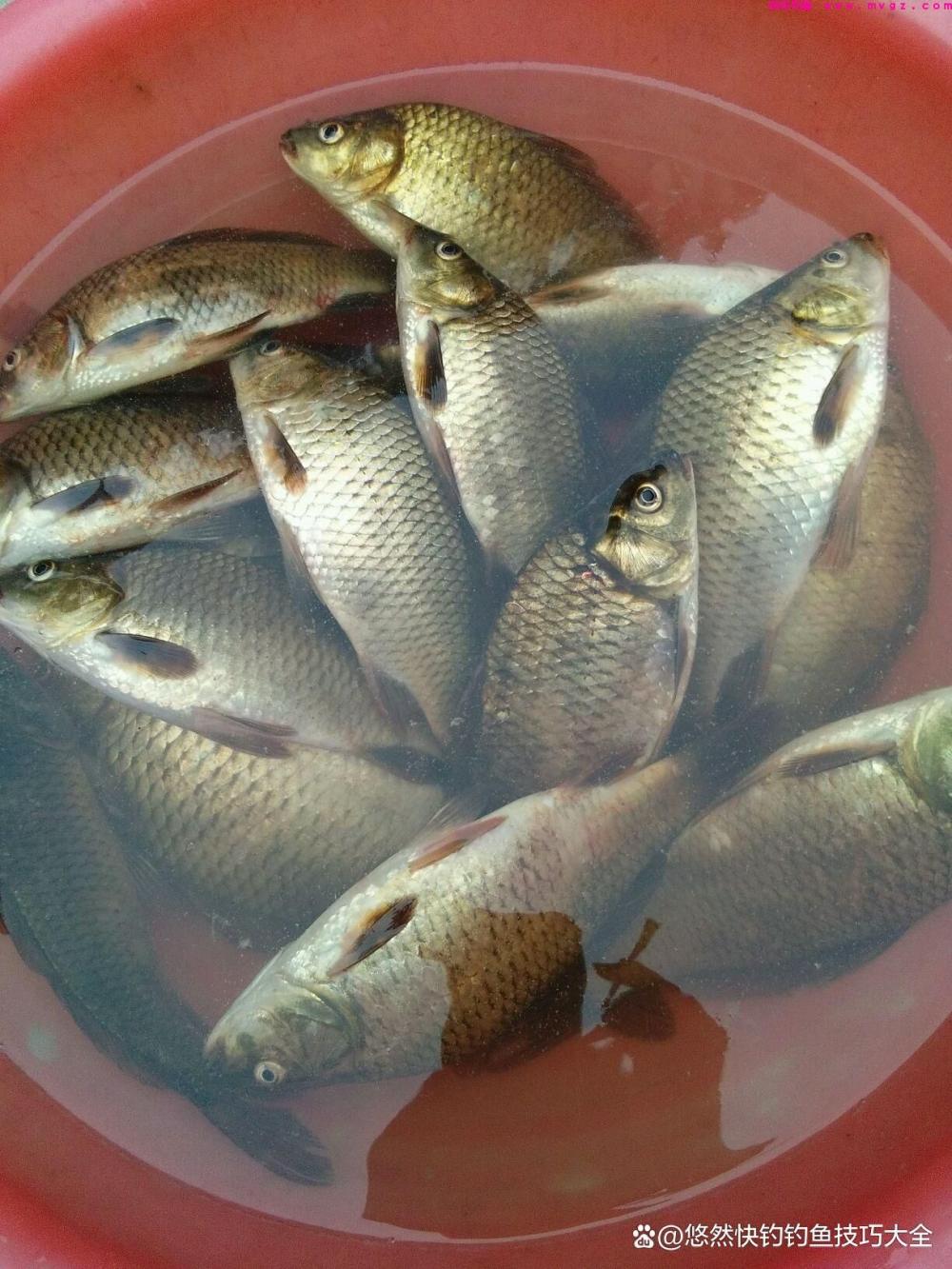 野外钓鲫鱼最好用的饵料(图5)