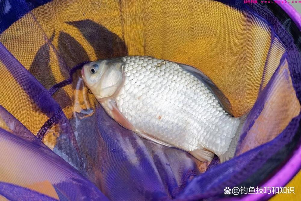 仲春钓鲫鱼的4句口诀，掌握以后能大幅提高钓获(图2)