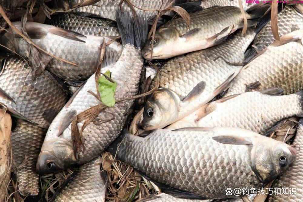 仲春钓鲫鱼的4句口诀，掌握以后能大幅提高钓获(图3)