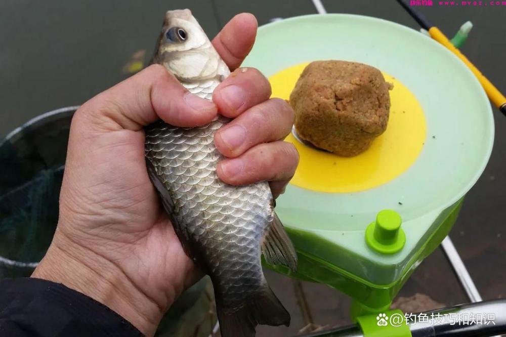 仲春钓鲫鱼的4句口诀，掌握以后能大幅提高钓获(图4)
