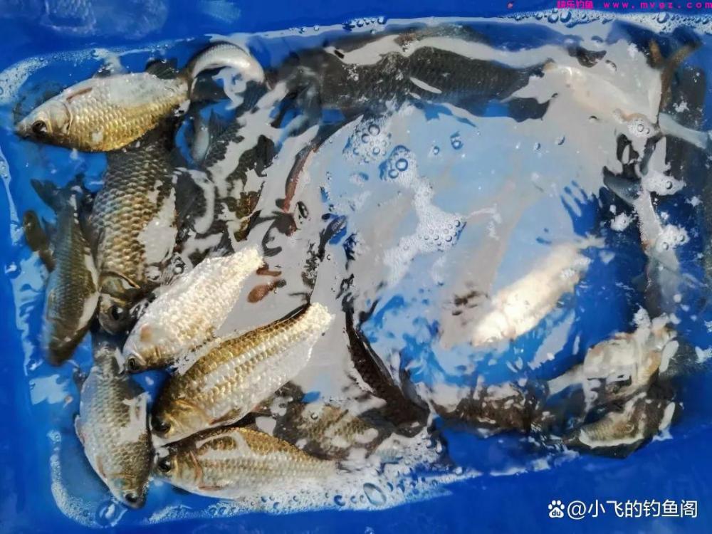 春季一过鲫鱼就没法钓了?找到对的时间和钓位,照样连杆!(图1) 春季一过鲫鱼就没法钓了?找到对的时间和钓位,照样连杆!(图1)