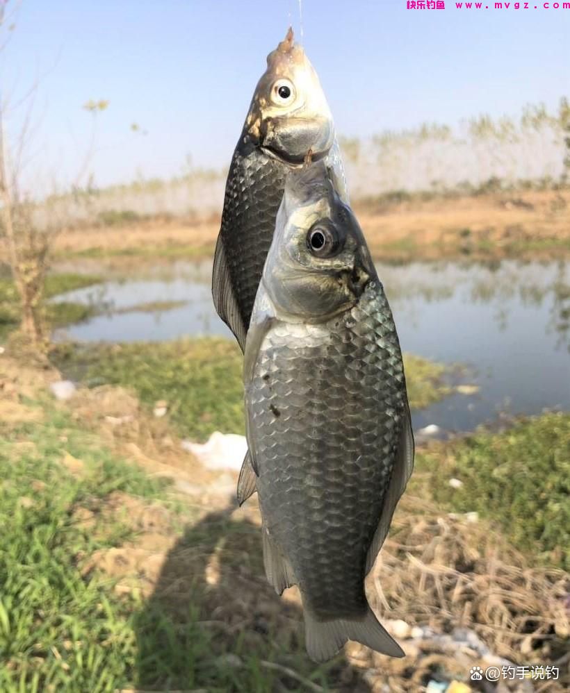 钓鲫鱼什么水情鱼情适合钓灵或钓钝？在这些场景野钓，更适合钓钝(图2)