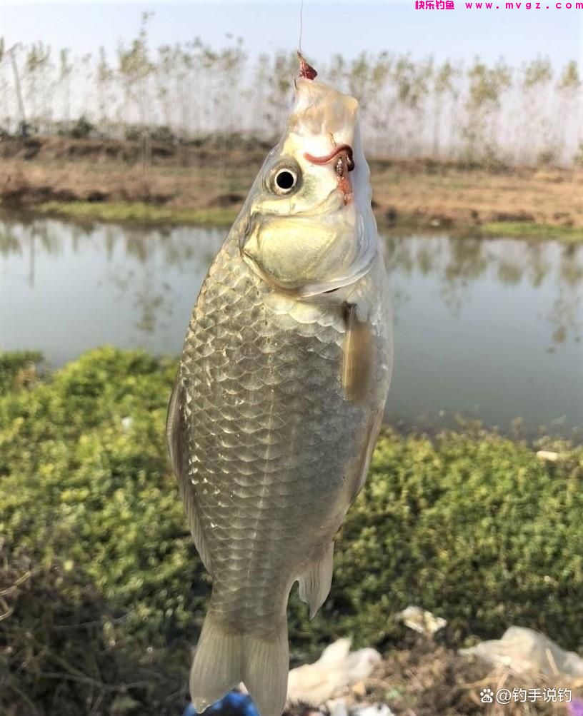钓鲫鱼什么水情鱼情适合钓灵或钓钝？在这些场景野钓，更适合钓钝(图6)