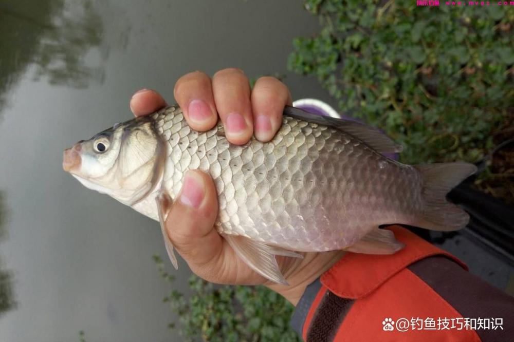 野钓鲫鱼分成四个步骤,严格按照流程走,渔获一般少不了(图1) 野钓鲫鱼分成四个步骤,严格按照流程走,渔获一般少不了(图1)