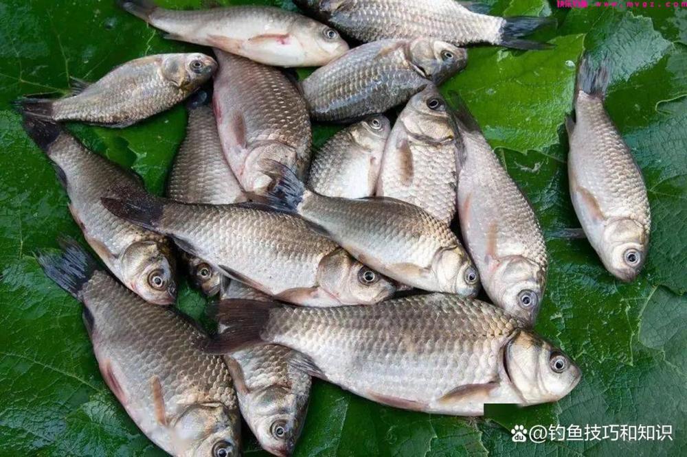野钓鲫鱼分成四个步骤,严格按照流程走,渔获一般少不了(图3) 野钓鲫鱼分成四个步骤,严格按照流程走,渔获一般少不了(图3)