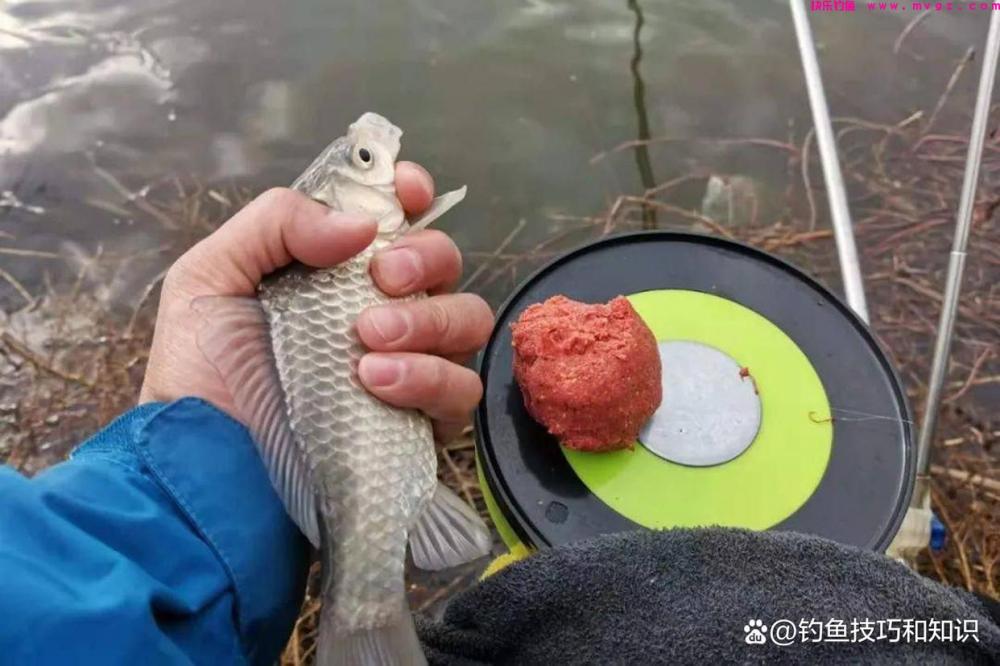 野钓鲫鱼分成四个步骤,严格按照流程走,渔获一般少不了(图5) 野钓鲫鱼分成四个步骤,严格按照流程走,渔获一般少不了(图5)
