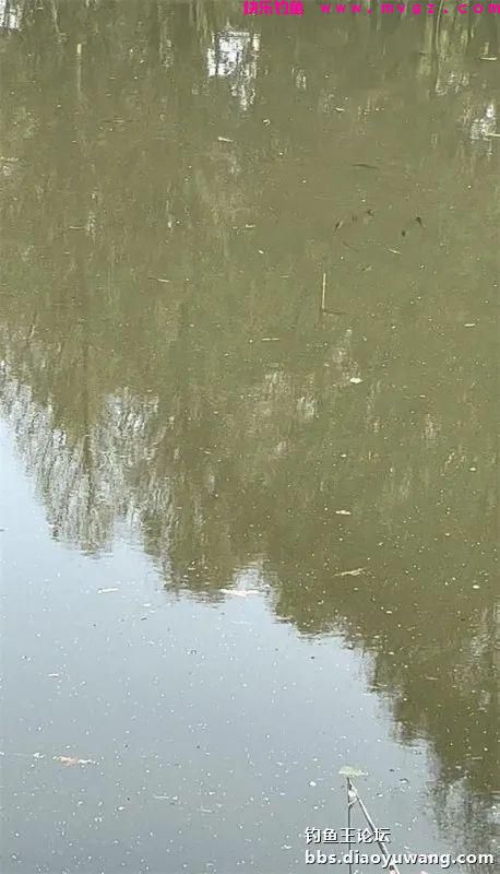 仲春钓鲫,抓住尾声(图1) 仲春钓鲫,抓住尾声(图1)