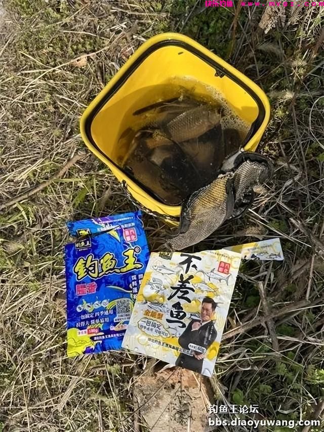 仲春钓鲫,抓住尾声(图5) 仲春钓鲫,抓住尾声(图5)
