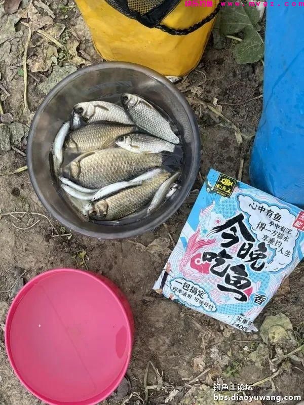 仲春钓鲫,抓住尾声(图10) 仲春钓鲫,抓住尾声(图10)
