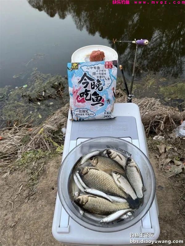 仲春钓鲫,抓住尾声(图11) 仲春钓鲫,抓住尾声(图11)